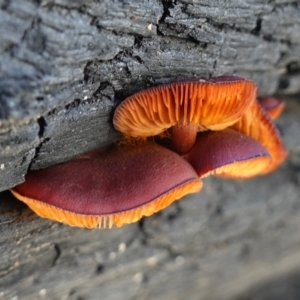 Gymnopilus sp. at Namadgi National Park - 10 May 2023