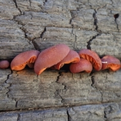 Gymnopilus sp. at Namadgi National Park - 10 May 2023 10:53 AM