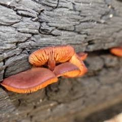 Gymnopilus sp. at Namadgi National Park - 10 May 2023