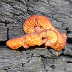 Gymnopilus sp. at Namadgi National Park - 10 May 2023