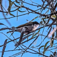 Melithreptus lunatus (White-naped Honeyeater) at Canberra Central, ACT - 30 Jul 2023 by Untidy