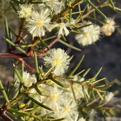 Acacia genistifolia (Early Wattle) at Kowen, ACT - 30 Jul 2023 by JaneR