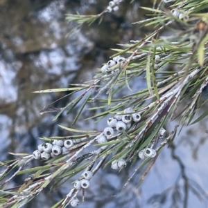 Callistemon sieberi at Kowen, ACT - 30 Jul 2023