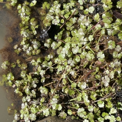 Hydrocotyle rivularis (A Pennywort) at Kowen, ACT - 30 Jul 2023 by JaneR