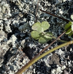 Hydrocotyle rivularis at Kowen, ACT - 30 Jul 2023