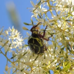 Eupoecila australasiae (Fiddler Beetle) at Conder, ACT - 10 Jan 2023 by MichaelBedingfield