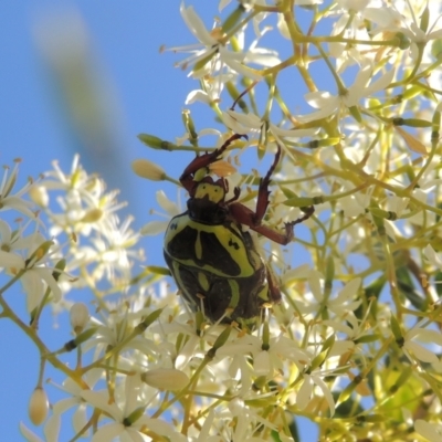 Eupoecila australasiae (Fiddler Beetle) at Conder, ACT - 10 Jan 2023 by MichaelBedingfield