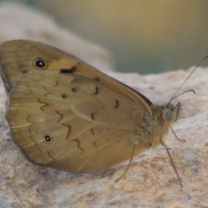 Heteronympha merope at Bowning, NSW - 11 Dec 2022 06:06 PM