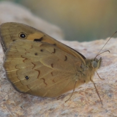 Heteronympha merope (Common Brown Butterfly) at Bowning, NSW - 11 Dec 2022 by michaelb