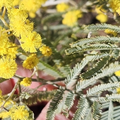 Acacia dealbata subsp. dealbata (Silver Wattle) at Belconnen, ACT - 22 Jul 2023 by sangio7