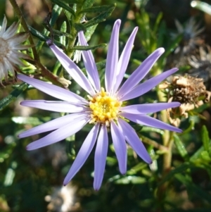 Olearia tenuifolia at Rendezvous Creek, ACT - 10 May 2023 12:33 PM