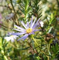 Olearia tenuifolia at Rendezvous Creek, ACT - 10 May 2023 12:33 PM