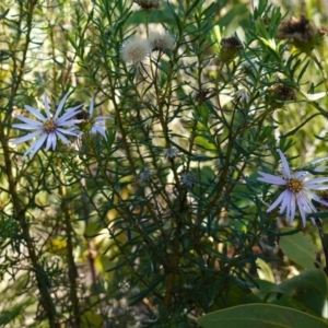 Olearia tenuifolia at Rendezvous Creek, ACT - 10 May 2023 12:33 PM