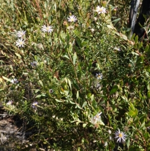 Olearia tenuifolia at Rendezvous Creek, ACT - 10 May 2023 12:33 PM