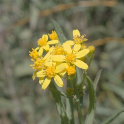 Senecio linearifolius var. intermedius at Rendezvous Creek, ACT - 10 May 2023 by RobG1