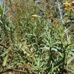 Senecio linearifolius var. intermedius at Rendezvous Creek, ACT - 10 May 2023