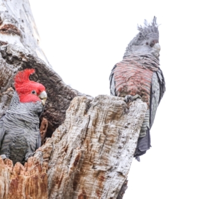 Callocephalon fimbriatum (Gang-gang Cockatoo) at Acton, ACT - 30 Jul 2023 by Jaydengunn