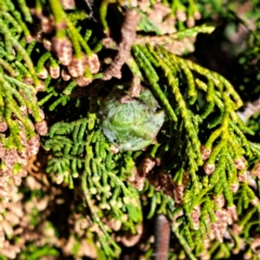 Hesperocyparis macrocarpa at Watson, ACT - 31 Jul 2023