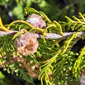 Hesperocyparis macrocarpa at Watson, ACT - 31 Jul 2023 11:50 AM