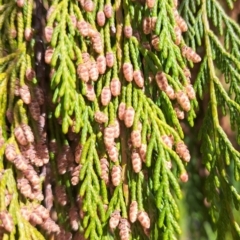 Hesperocyparis macrocarpa at Watson, ACT - 31 Jul 2023 11:50 AM