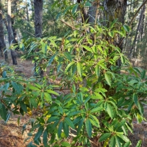 Pittosporum undulatum at Isaacs, ACT - 31 Jul 2023