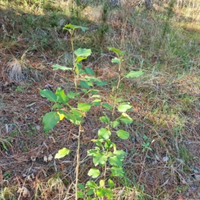 Pyrus sp. (An Ornamental Pear) at Isaacs Ridge - 31 Jul 2023 by Mike