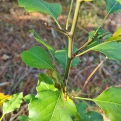 Pyrus sp. at Isaacs, ACT - 31 Jul 2023 03:06 PM