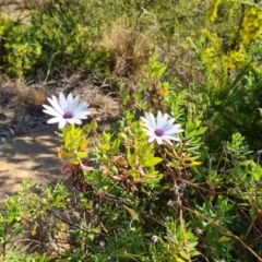 Dimorphotheca ecklonis (South African Daisy) at Isaacs, ACT - 31 Jul 2023 by Mike