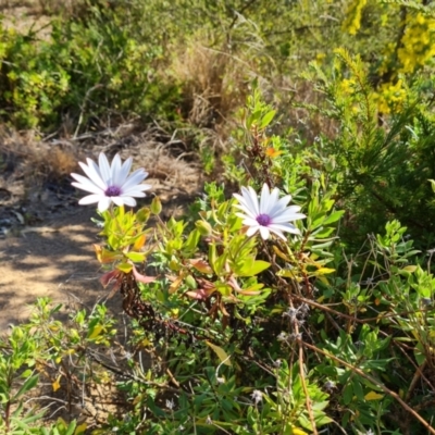 Dimorphotheca ecklonis (South African Daisy) at Isaacs, ACT - 31 Jul 2023 by Mike