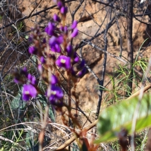 Hardenbergia violacea at Isaacs, ACT - 31 Jul 2023