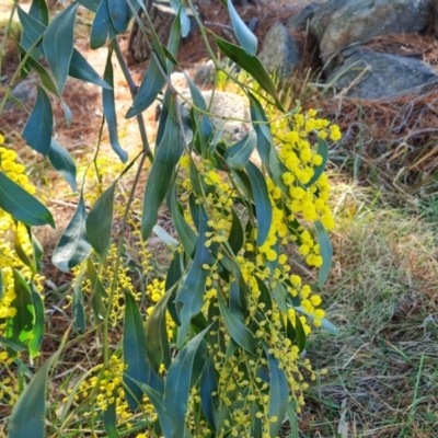 Acacia pycnantha (Golden Wattle) at Isaacs, ACT - 31 Jul 2023 by Mike