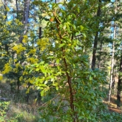 Pyracantha sp. (Firethorn) at Isaacs, ACT - 31 Jul 2023 by Mike