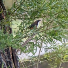 Acanthorhynchus tenuirostris (Eastern Spinebill) at Nariel Valley, VIC - 29 Jul 2023 by Darcy