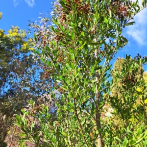 Bursaria spinosa subsp. spinosa at Watson, ACT - 11 Aug 2023 04:08 PM