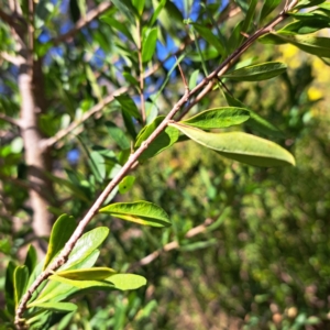 Bursaria spinosa subsp. spinosa at Watson, ACT - 11 Aug 2023