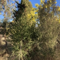 Bursaria spinosa subsp. spinosa at Watson, ACT - 11 Aug 2023