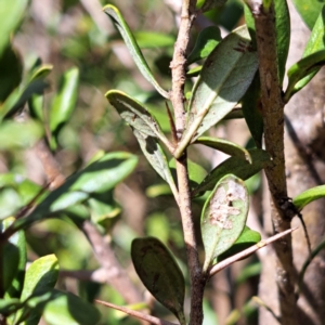 Bursaria spinosa subsp. lasiophylla at Watson, ACT - 31 Jul 2023 11:38 AM