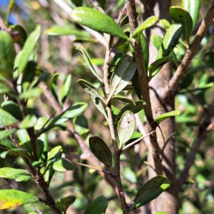 Bursaria spinosa subsp. lasiophylla at Watson, ACT - 31 Jul 2023