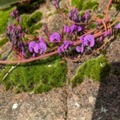 Hardenbergia violacea (False Sarsaparilla) at Cudgewa, VIC - 29 Jul 2023 by Darcy