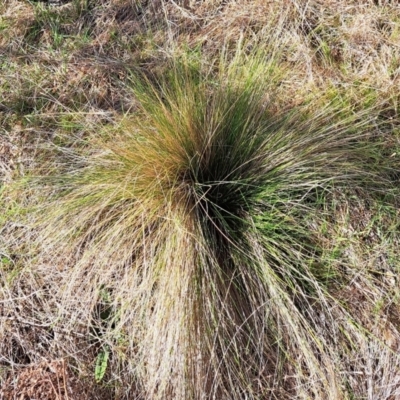 Nassella trichotoma (Serrated Tussock) at Watson, ACT - 31 Jul 2023 by abread111