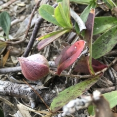 Hibbertia scandens (Climbing Guinea Flower) at Evans Head, NSW - 31 Jul 2023 by AliClaw