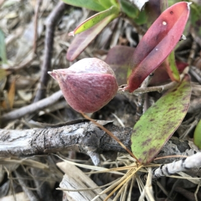 Hibbertia scandens (Climbing Guinea Flower) at Evans Head, NSW - 31 Jul 2023 by AliClaw