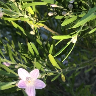 Eriostemon australasius (Pink Wax Flower) at Evans Head, NSW - 31 Jul 2023 by AliClaw