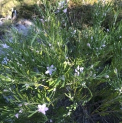 Eriostemon australasius (Pink Wax Flower) at Evans Head, NSW - 31 Jul 2023 by AliClaw