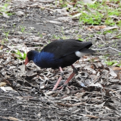 Porphyrio melanotus (Australasian Swamphen) at Narre Warren North, VIC - 25 Jul 2023 by GlossyGal