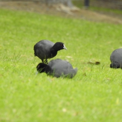 Fulica atra (Eurasian Coot) at Narre Warren North, VIC - 25 Jul 2023 by GlossyGal