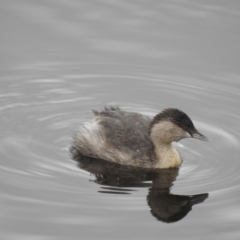 Poliocephalus poliocephalus (Hoary-headed Grebe) at Narre Warren North, VIC - 25 Jul 2023 by GlossyGal