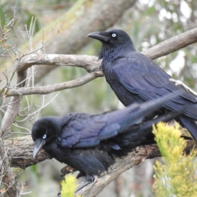 Corvus coronoides (Australian Raven) at Narre Warren North, VIC - 25 Jul 2023 by GlossyGal