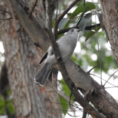 Colluricincla harmonica (Grey Shrikethrush) at Lysterfield, VIC - 25 Jul 2023 by GlossyGal