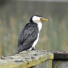 Microcarbo melanoleucos (Little Pied Cormorant) at Lysterfield, VIC - 25 Jul 2023 by GlossyGal